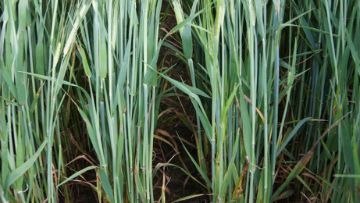 maladies de l'orge